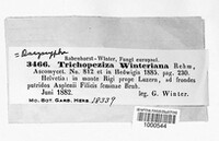 Trichopeziza winteriana image